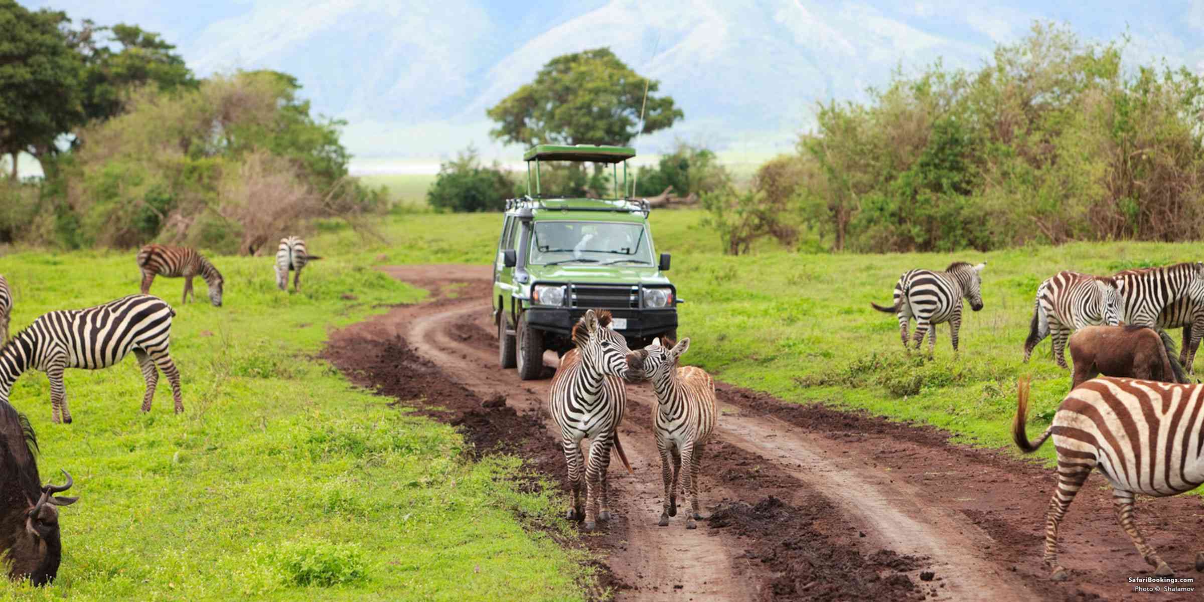 Tanzania Safari
