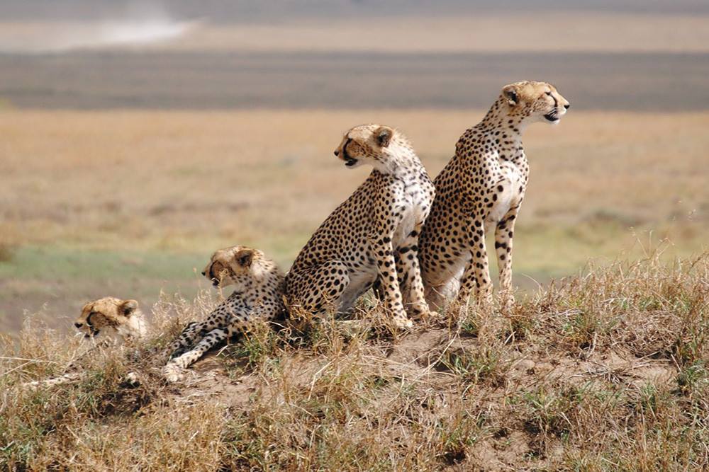 Serengeti Safari